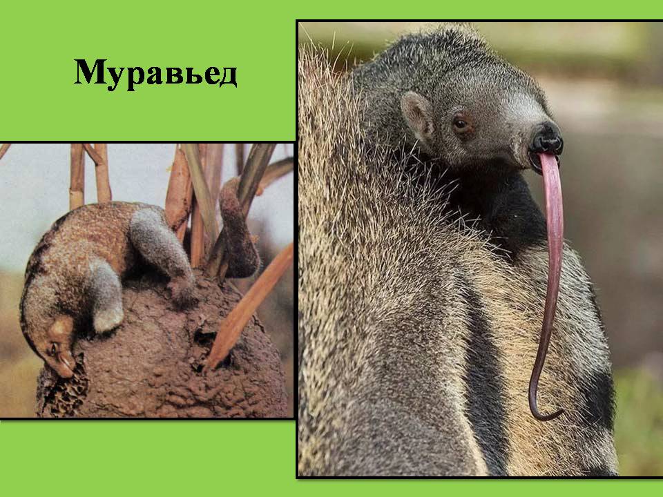 муравейник 8