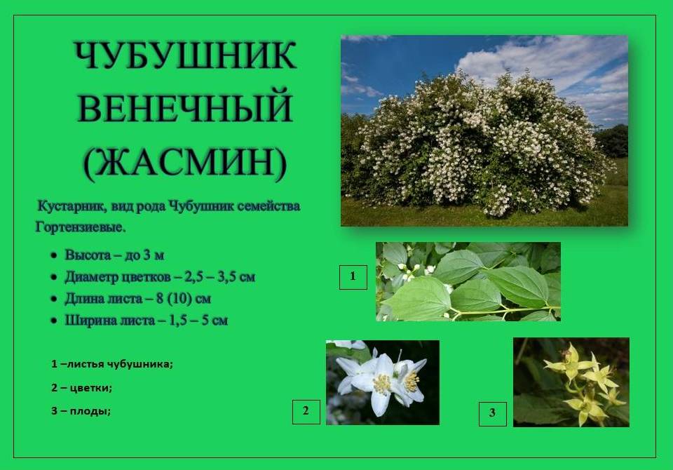 жасмин1