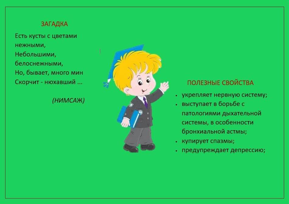 жасмин2