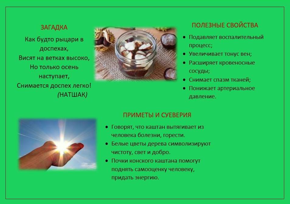 Каштан2