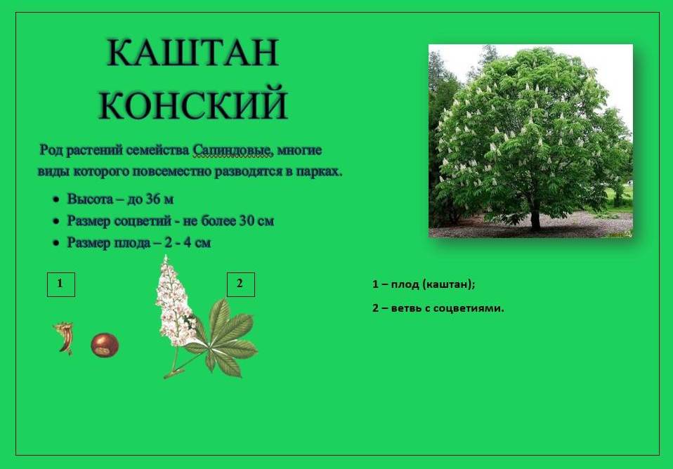 Каштан 1