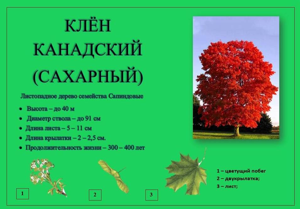клен канадский1