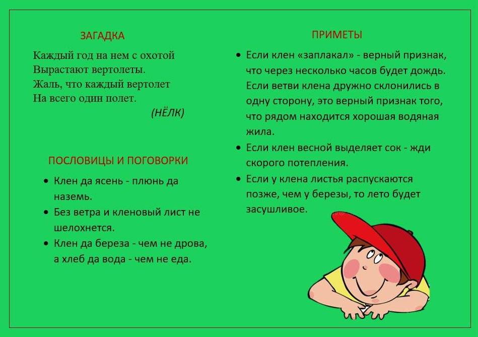 клен канадский2