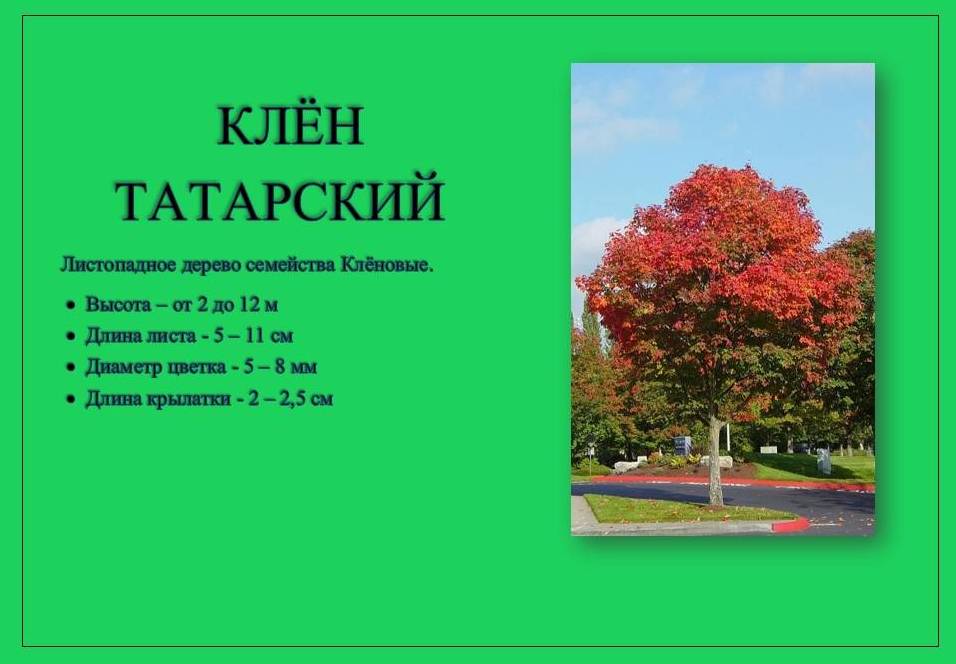 клен татарский