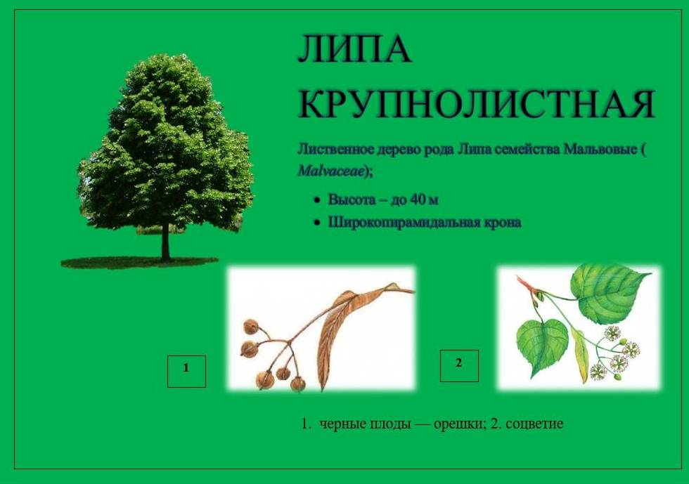 липа1