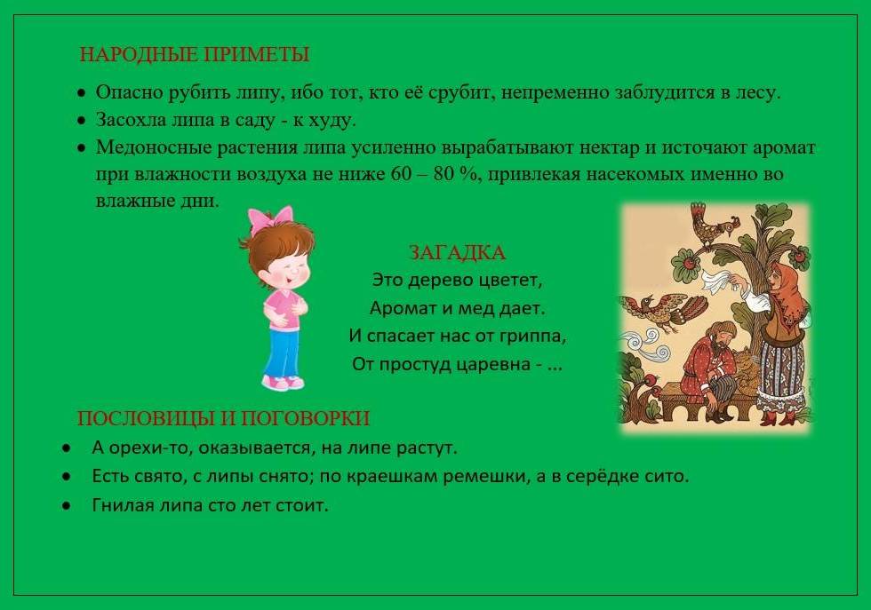 липа2