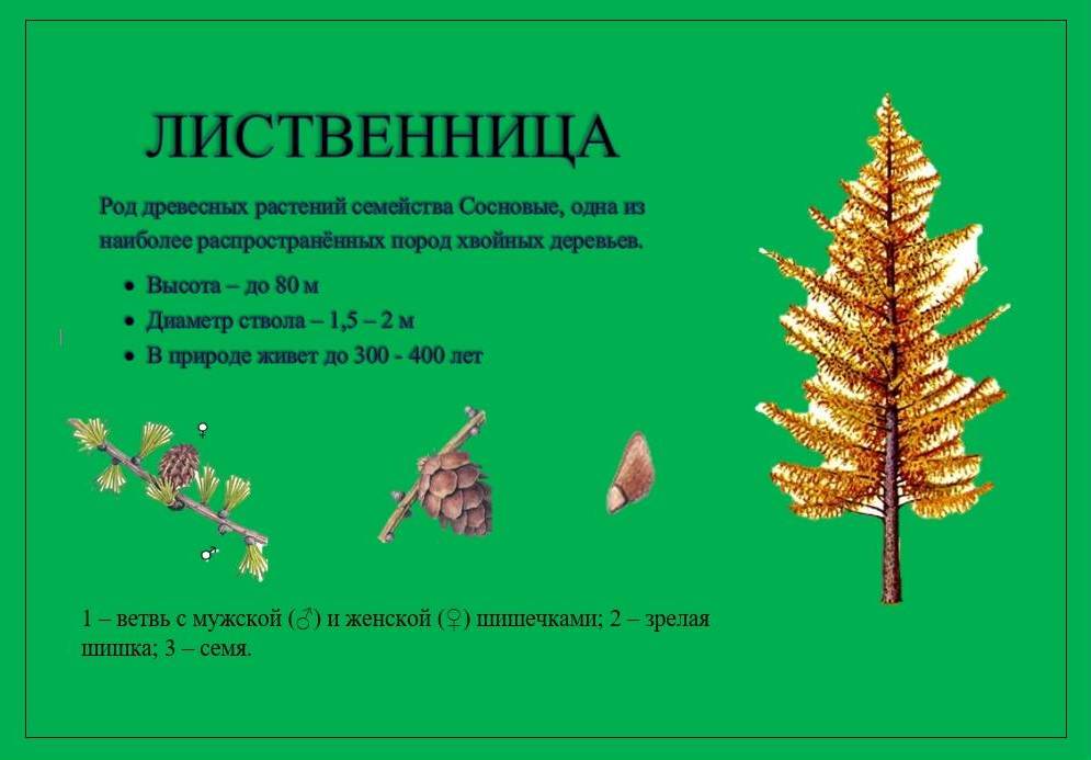 лиственница 