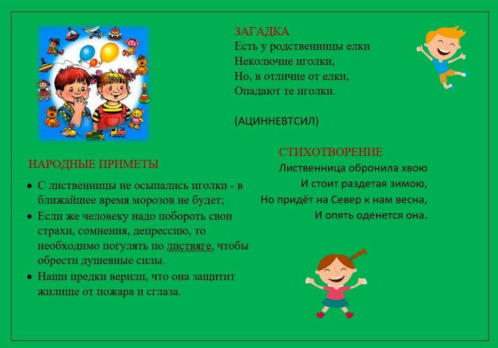 лиственница 2