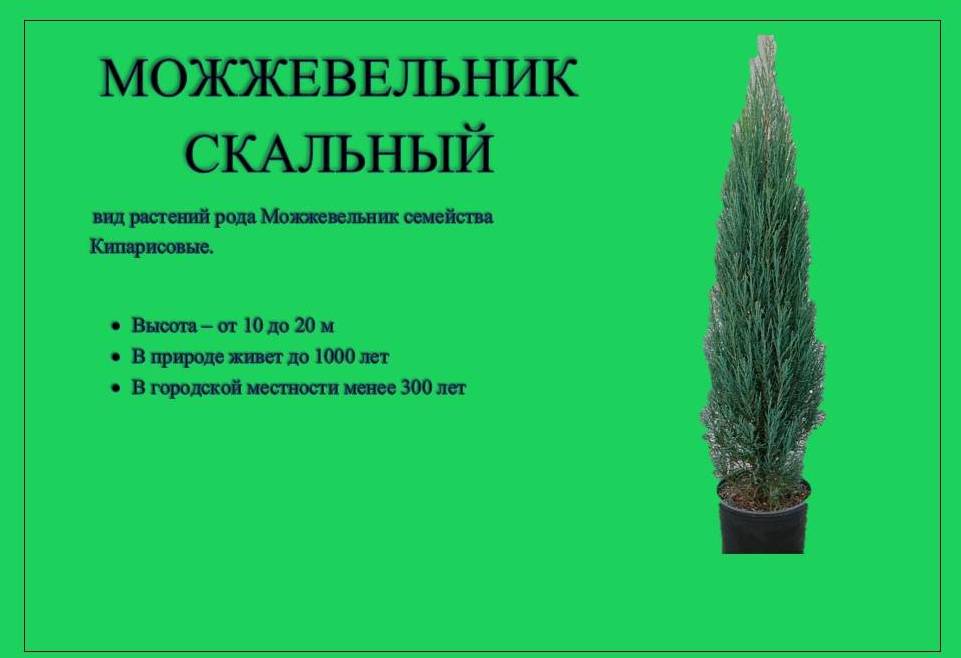 можжевельник 1