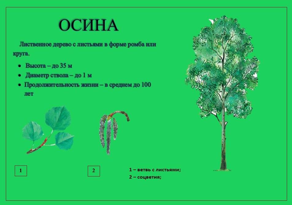 осина