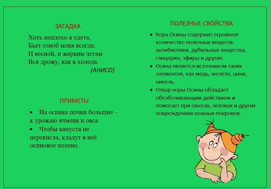 осина2