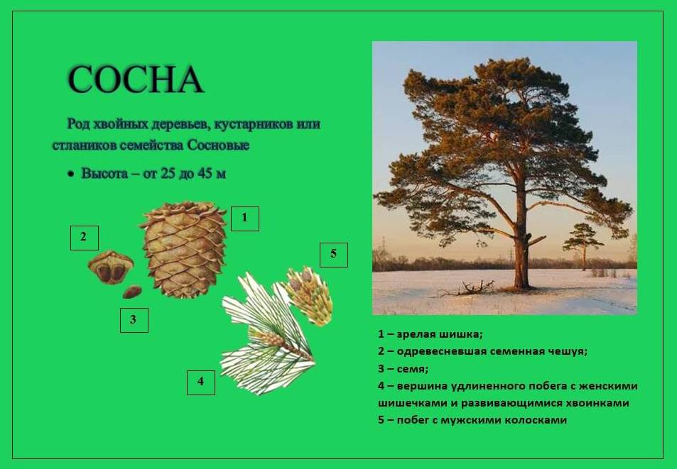 сосна1