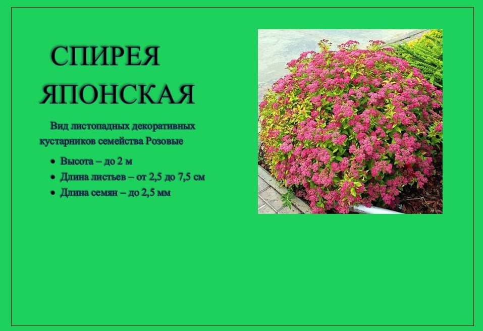 спирея1
