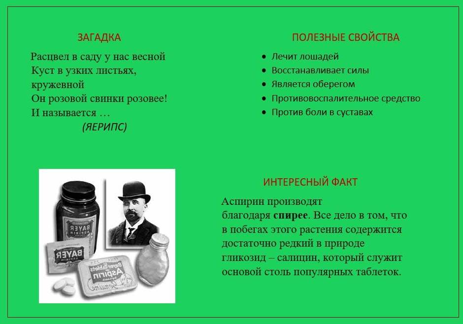 спирея2