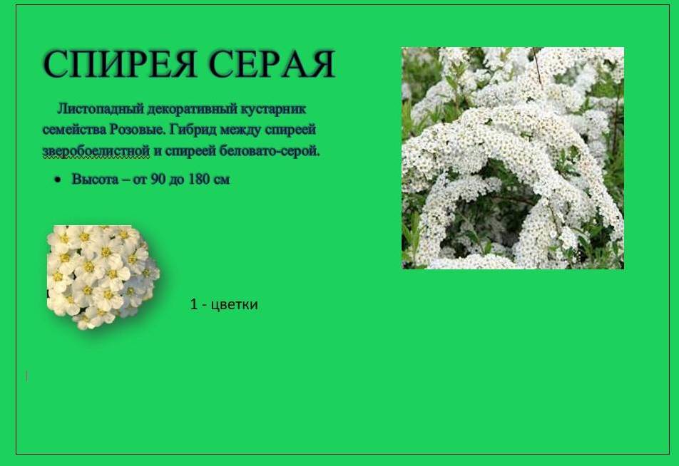 спирея1