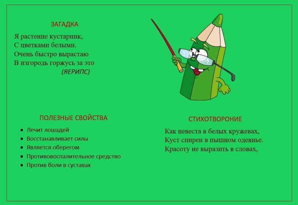 спирея2