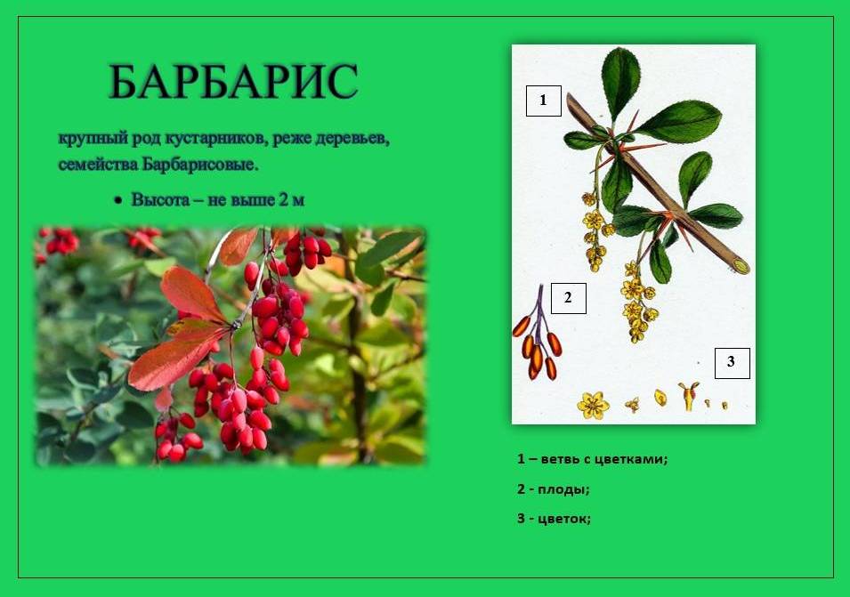 Барбарис1