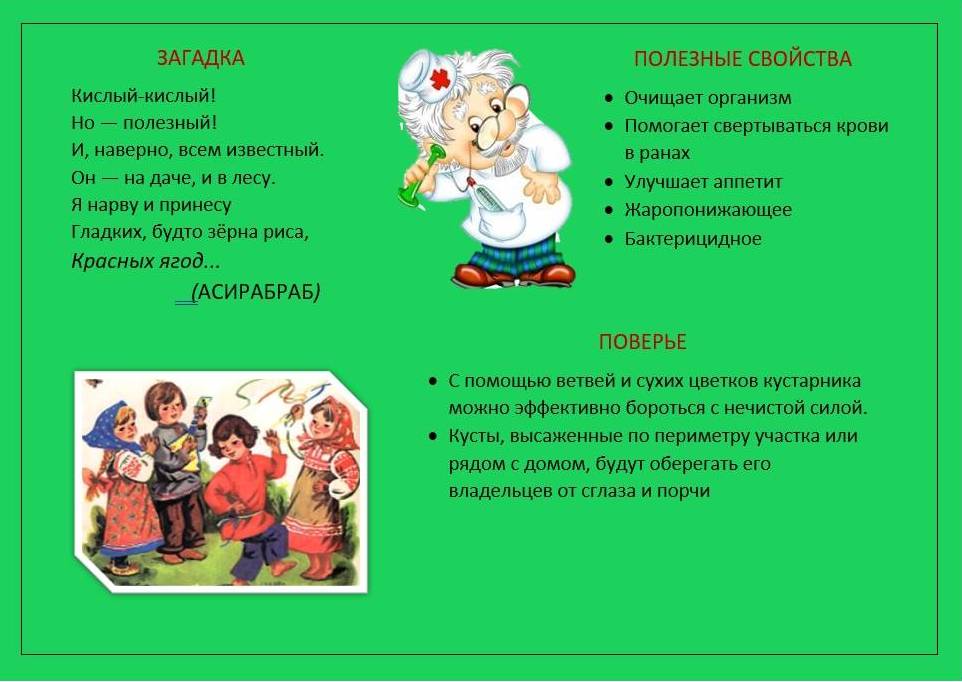 Барбарис2