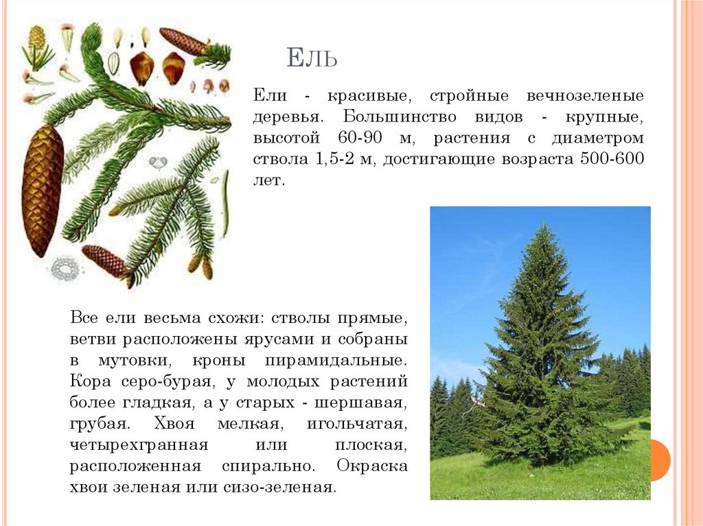 Ель описание