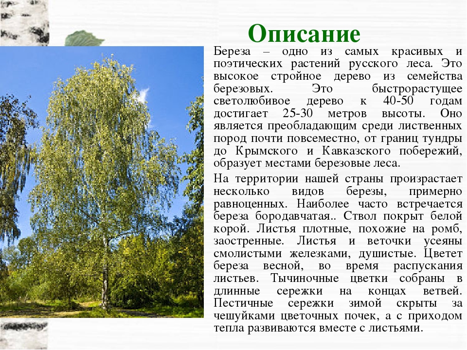 Описание березы