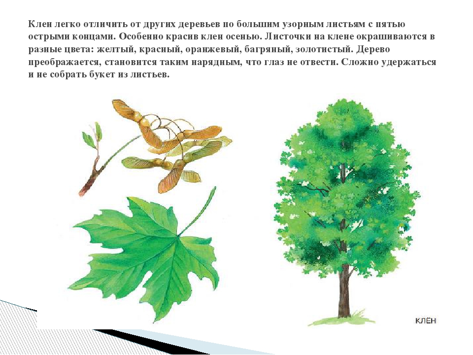 Описание клена