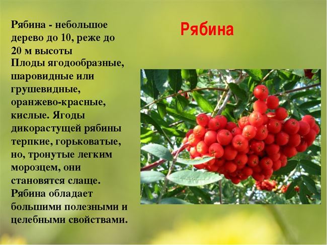 Описание рябины