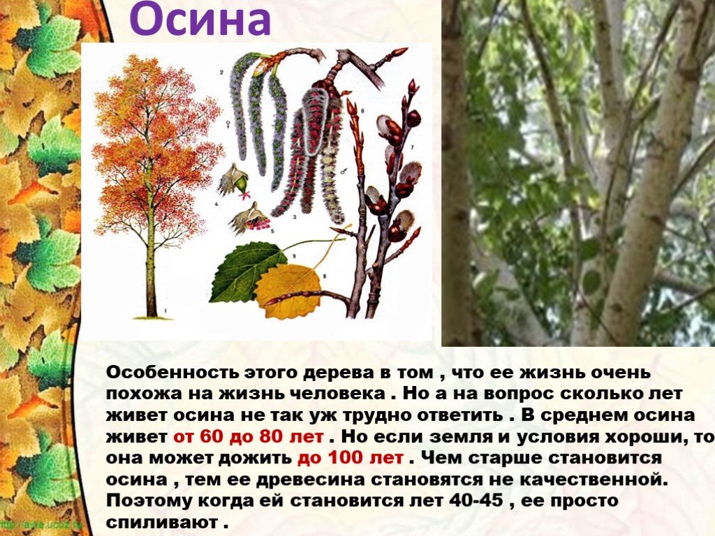 Осина описание
