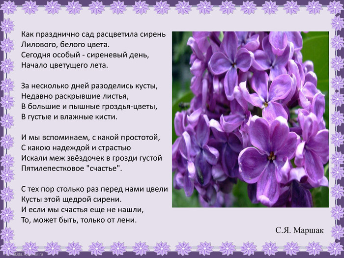 Стих про сирень С. Я. Маршак