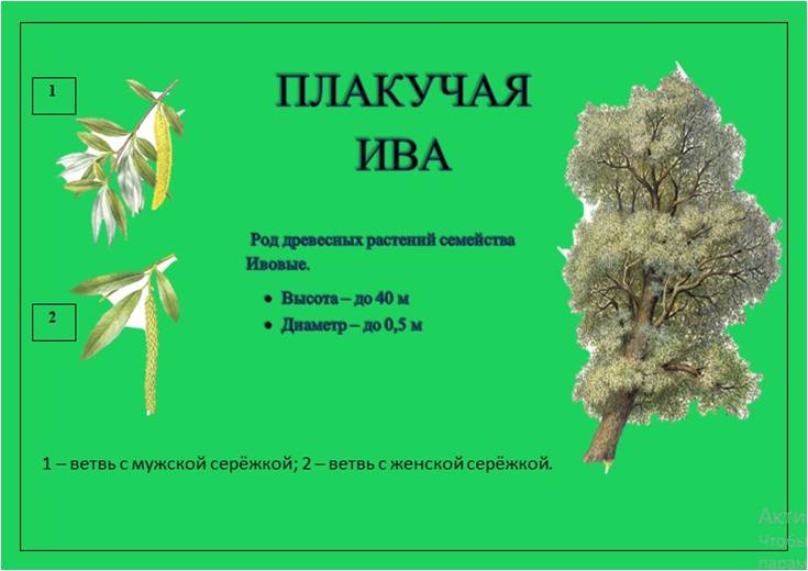 ива1