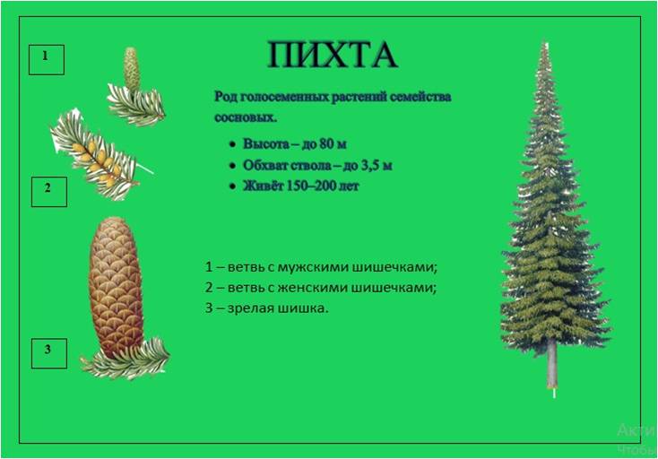 пихта1