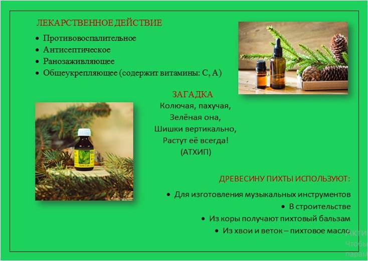 пихта2