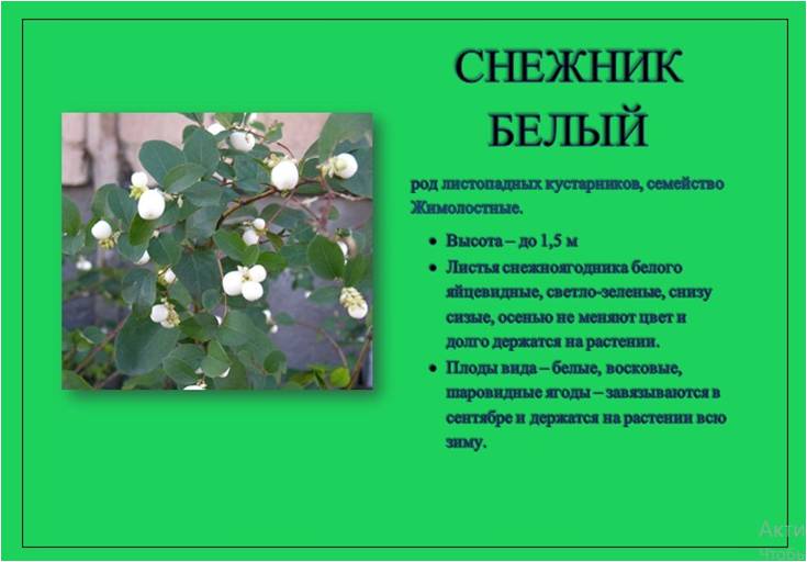 снежник 1