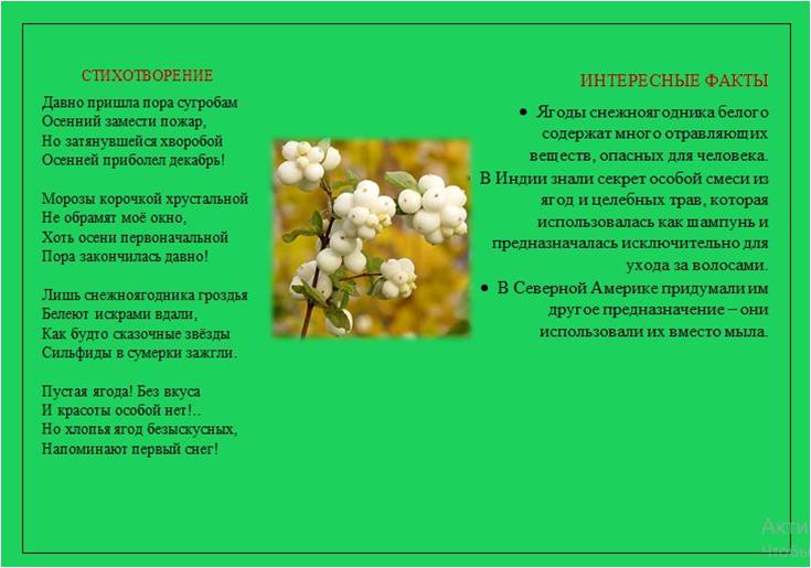 снежник 2