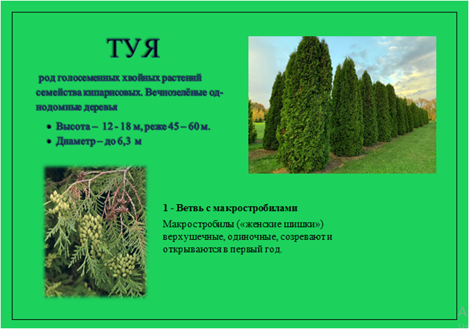 туя 1